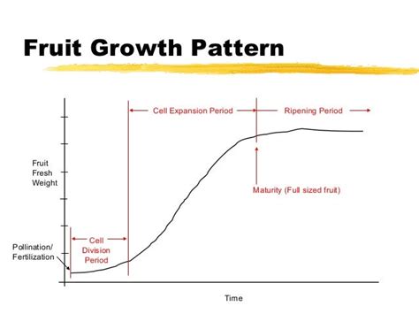 Fruits Development