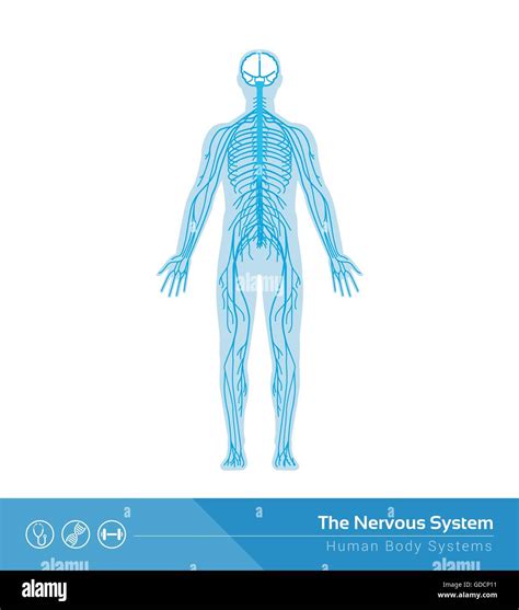 The Human Nervous System Vector Medical Illustration Stock Vector Image