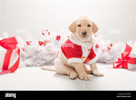 Labrador puppy in christmas costume Stock Photo - Alamy