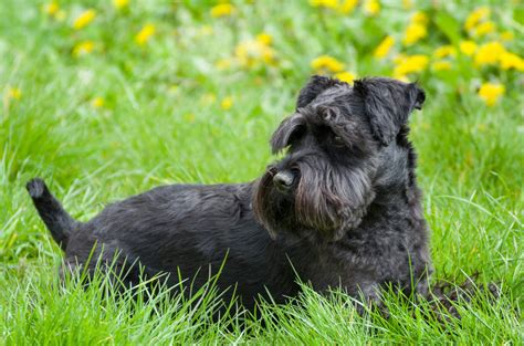 Dwergschnauzer Honden Rasinformatie Omlet