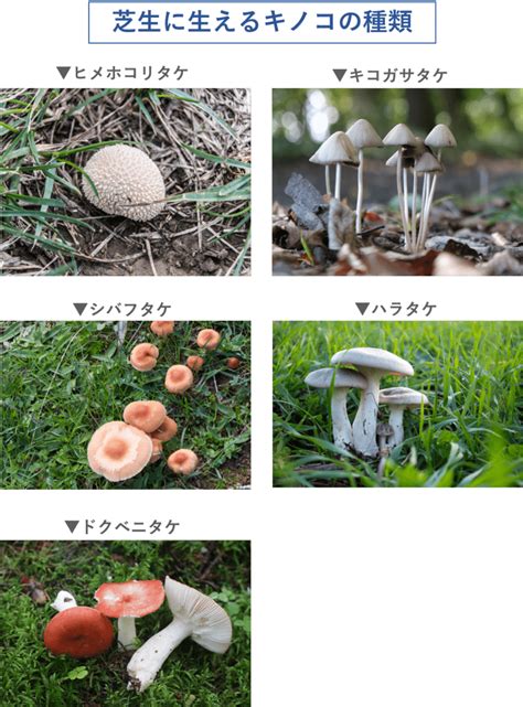 【画像付き】芝生に生えたキノコは何？駆除方法や予防策まで徹底解説 ミドリス｜雑草対策クラピアの販売・施工