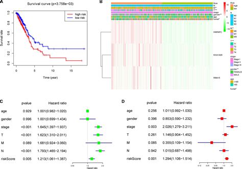 Frontiers M A Rna Methylation Regulators Participate In The Malignant