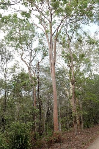 Lemon Scented Gum ECP 23 24 Incentive Plants INaturalist