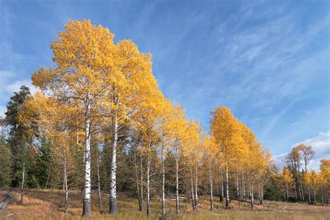 Aspens Grand Teton National Park Alan Majchrowicz Photography