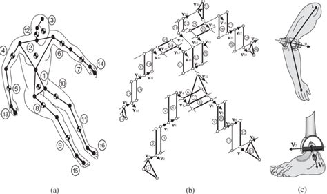 The Biomechanical Model A The Sixteen Anatomical Segments B The