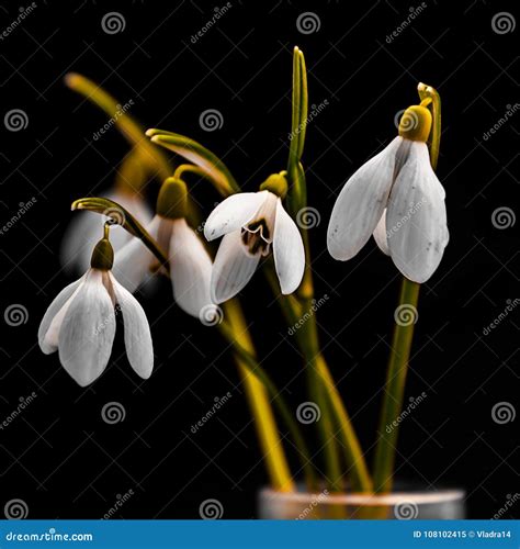 Snowdrops Flowers on Black stock image. Image of glass - 108102415