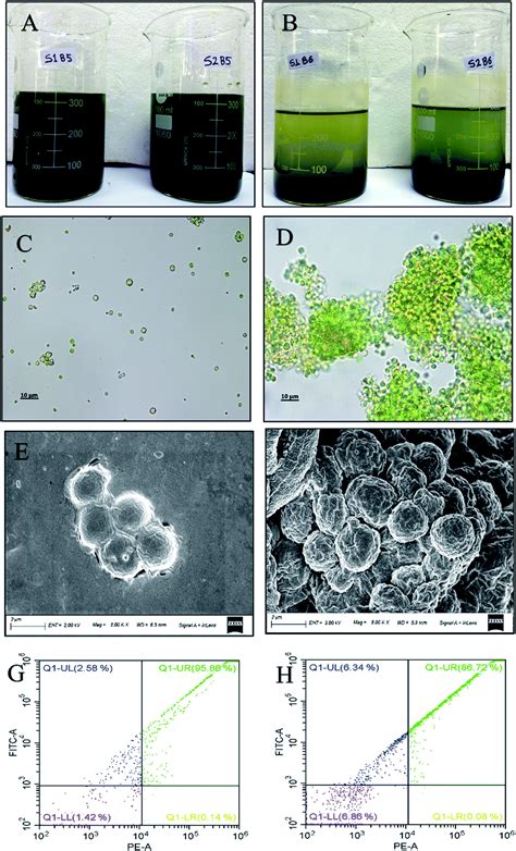 A Low Cost And Scalable Process For Harvesting Microalgae Using