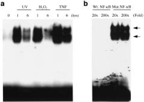 Reactive Oxygen Intermediates Activate NF B DNA Binding NF B DNA