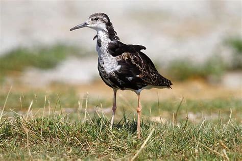 Ruff Philomachus Pugnax Male Standing On The Shore In