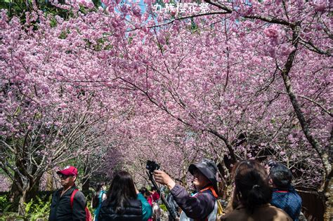 南投｜2021九族櫻花祭，歷年難得一見4種品種5000棵櫻花齊綻放 輕旅行