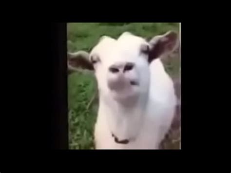 El Mono Sabe Xvideos