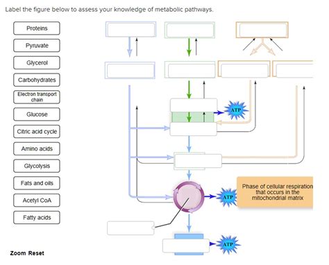 Solved Texts Label The Figure Below To Assess Your Knowledge Of Metabolic Pathways Proteins