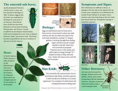 Emerald Ash Borer | Scott Arboretum