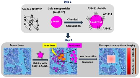 Targeted Molecular Imaging Using Aptamers In Cancer