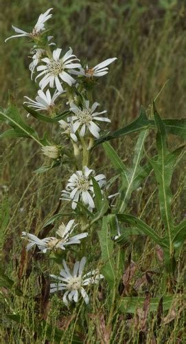 White Rosinweed Plants Of Dallasfort Worth · Inaturalist