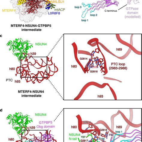 GTPBP5 Cooperates With NSUN4 To Mature The PTC A Cryo EM Structure Of