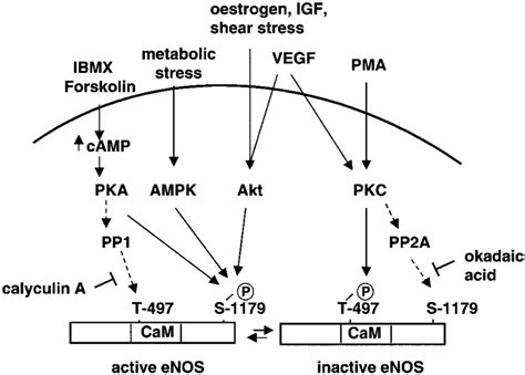 Signaling Pathways Controlling Enos Phosphorylation At Thr 497 And Download Scientific Diagram