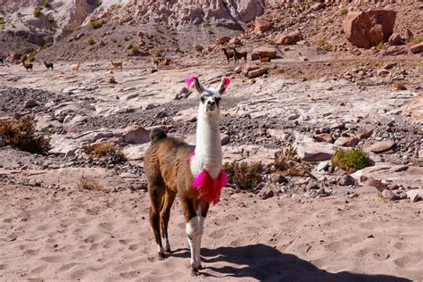 Llama Gets Decked Out Like Barbie For Halloween And Its Perfect The