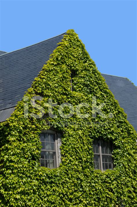 Ivy Covered Home Stock Photo Royalty Free Freeimages