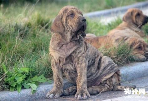 世界十大猛犬排名，前五都是狠角色，战斗力爆表 雪花新闻