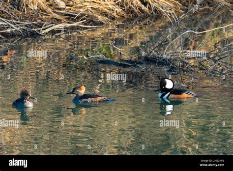 Hooded Merganser ducks Stock Photo - Alamy