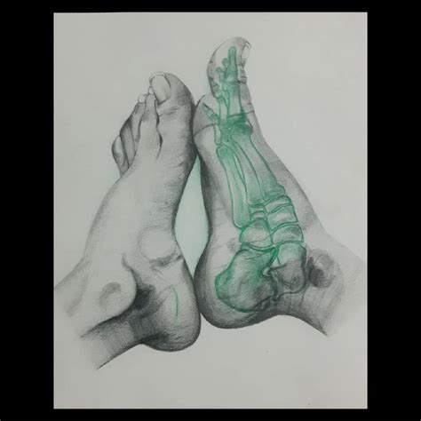 anatomical study
