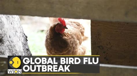 Bird Flu Outbreak Worsening Cost Of Living Crisis Latest