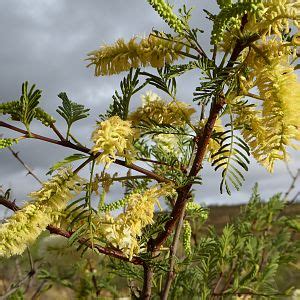 Bushes flowering Namibia | AfricaHunting.com