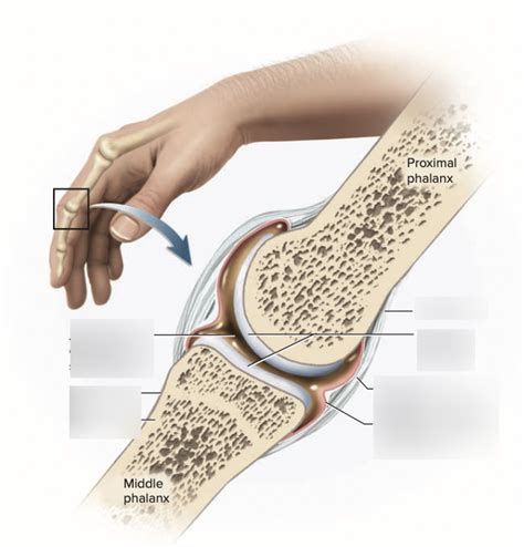 Exam Chapter And Bone And Joints Diagram Quizlet