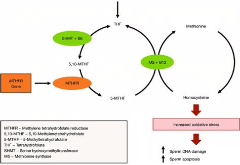 Folate Metabolic Pathway Methylene Tetrahydrofolate Reductase Converts