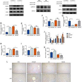 The Function Of Mir P Is Associated With The Regulation Of Hepatic