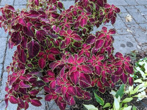 Coleus: Plant Care and Collection of Varieties - Garden.org