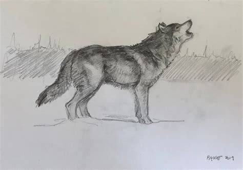 Original Bleistift Skizze Heulenden Wolf X Etsy De