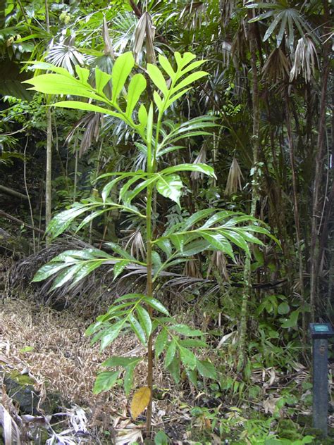 Breadfruit Tree | HubPages