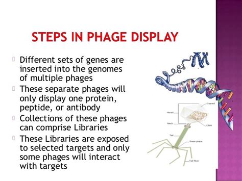 Phage display and its applications