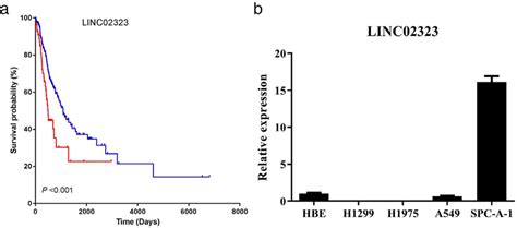 Linc Overexpression Represents Poor Prognosis In Luad Patients