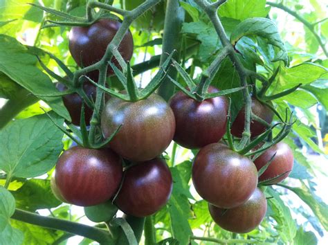-Live Tomato Plant - Black Cherry Tomato - RE Farm Café