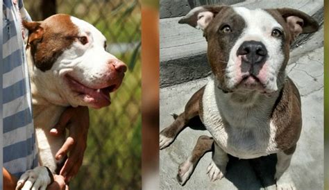 Perros De Raza Pitbull Agresivos Por Naturaleza Efekto TV