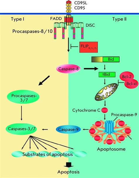 Scheme Of Type I And Type Ii Apoptotic Pathways In The Cd95 Pathway