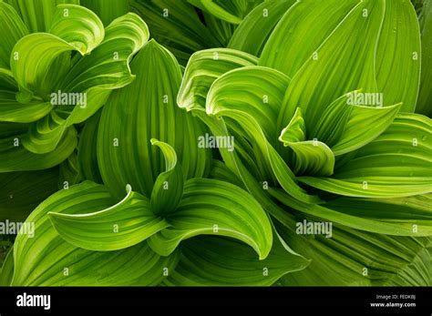 California Corn Lily False Hellebore Growing In A Meadow Along