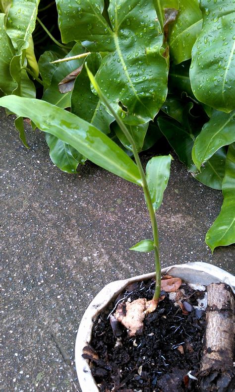 Planta Zingiber Officinale