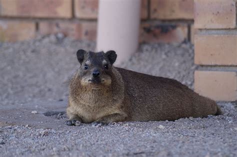 Hyrax 1080p 2k 4k 5k Hd Wallpapers Free Download Wallpaper Flare