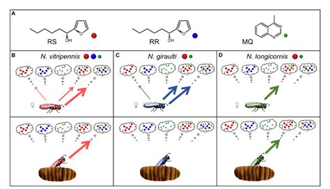 A Structures Of The Components Of The Male Abdominal Sex Pheromones Download Scientific