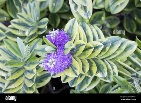 Veronica Speciosa Variegated New Zealand Hebe Stock Photo Alamy