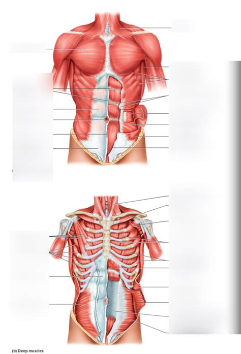 12.1 Superficial and Deep Muscles Diagram | Quizlet