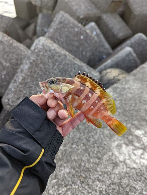 陸っぱり釣行記 三重県 尾鷲～大曽根浦 ロックフィッシュ（ルアー） ハタ 陸っぱり 釣り・魚釣り 釣果情報サイト カンパリ