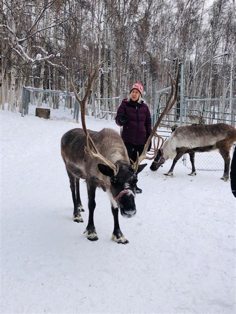 Running Reindeer Ranch - The Best Thing to do in Fairbanks, Alaska - My ...