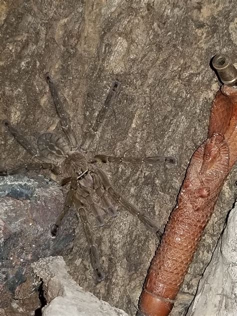 P. Ornata | Arachnoboards