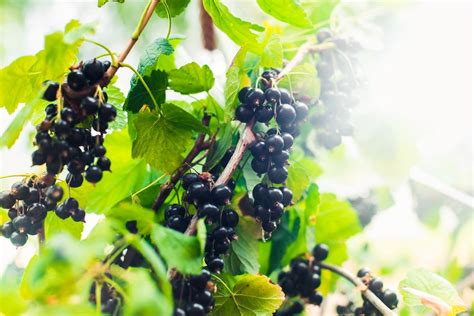 Black Currant Varieties Growing Caring And Harvesting Tips Obsigen