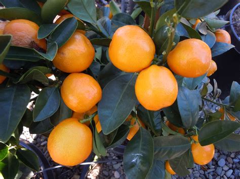 Marumi Kumquat One Year Old Tree Kumquat Tree Citrus Trees Indoor